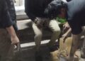 Sat Resnarkoba Polres Indramayu Ringkus Penyalahgunaan Narkotika Jenis Daun Ganja Kering Berikut Barang Bukti