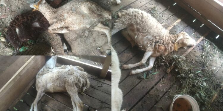 Program Katapang, Berupa Kambing di Desa Pasar Keong, Terkena Virus PMK