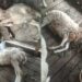 Program Katapang, Berupa Kambing di Desa Pasar Keong, Terkena Virus PMK