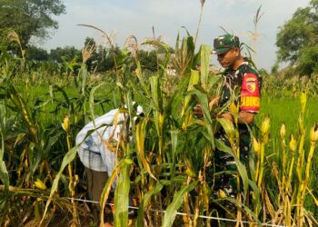 Babinsa Koramil Sidayu Bantu Petani Panen Jagung Di Desa Sambipondok