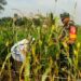 Babinsa Koramil Sidayu Bantu Petani Panen Jagung Di Desa Sambipondok