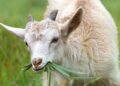 Program Katapang Berupa Kambing di Desa Pasar Keong Diduga Tidak Transparan dan Terancam Gagal