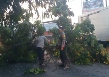Bareng Warga, Polisi di Sukabumi Evakuasi Pohon Tumbang Hingga Tutupi Badan Jalan