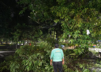DLHK Gerak Cepat Tangani Pohon Tumbang di Area Puspemkab Tangerang
