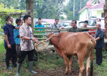 Kebutuhan Hewan Kurban Diprediksi Naik, DPKP Lakukan Pengawasan di 664 Titik
