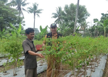 DPKP Kabupaten Tangerang Panen Cabai di Lahan BPP Kaliasin
