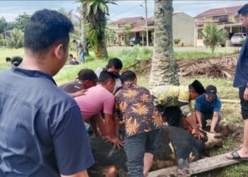 Semangat Pengabdian Polri, Polres Padang Lawas Sembelih 5 Ekor Sapi dan 2 Ekor Kambing Qurban