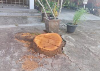 Pengusaha Cafe Serakah Demi Usahanya Pohon Ditebang