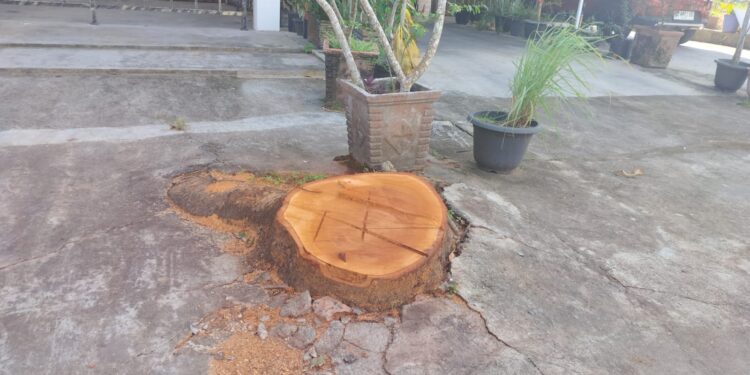 Pengusaha Cafe Serakah Demi Usahanya Pohon Ditebang