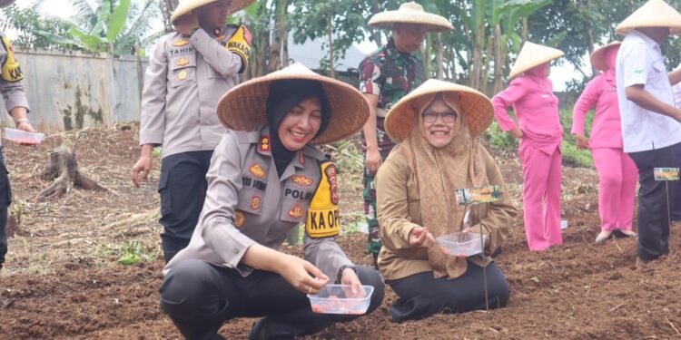 Dukung Asta Cita Presiden RI, Polres Sukabumi Kota Tanam 5000 Bibit Jagung di Mapolsek Warudoyong