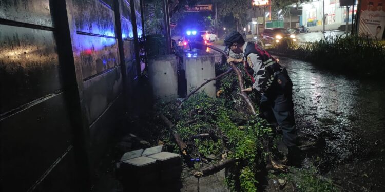 Hujan deras yang melanda wilayah Sukabumi dan sekitarnya Sejak Selasa siang (5/11/24) mengakibatkan pohon berukuran sedang tumbang