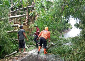 Hujan Deras dan Angin Kencang Sebabkan Pohon Tumbang Tutup Akses Jalan Warga Kebonpedes Sukabumi