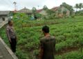 Efektifkan Sistem Tumpang Sari, Bhabinkamtibmas Polsek Baros Dorong Petani Cibodas Tingkatkan Ketahanan Pangan