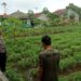 Efektifkan Sistem Tumpang Sari, Bhabinkamtibmas Polsek Baros Dorong Petani Cibodas Tingkatkan Ketahanan Pangan