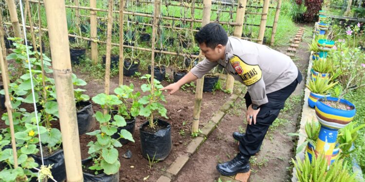 polsek sukaraja laksanakan pengecekan ketahanan pangan