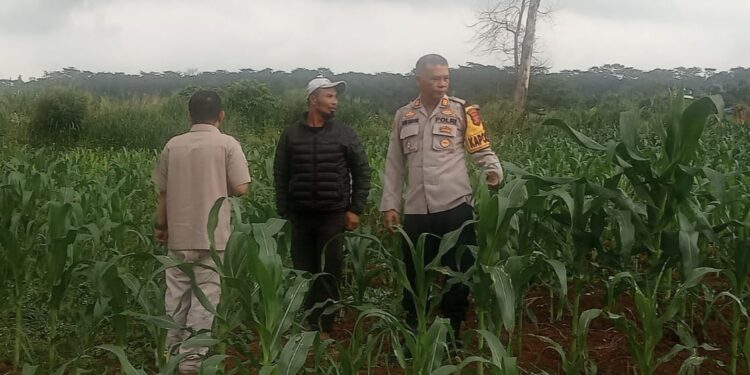 polsek sukaraja laksanakan kegiatan sambang dan pengecekan ketahanan pangan