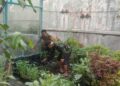 Giat program Ketahanan Pangan dilingkungan Rumah percontohan (Polsek Cibeureum Polres Sukabumi Kota)