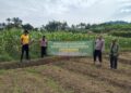 Penanaman Jagung Serentak 1Juta hektar Bersama Polri. Polsek Baros Bersinergi dengan 3 Pilar