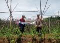 Bhabinkamtibmas Polsek Cireunghas Sambangi Warga Binaan Wujudkan Program Pekarangan Pangan Bergizi