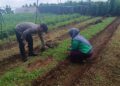 Dalam rangka ketahanan pangan, Bhabinkamtibmas tinjau lahan produktif