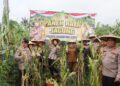 Panen Raya Quartal II Tahap II, Polres Sukabumi Kota Panen 10 Ton Jagung Manis