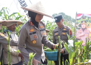 Kapolres Sukabumi Kota AKBP Rita Hadiri Panen Raya 20 Ton Jagung Manis