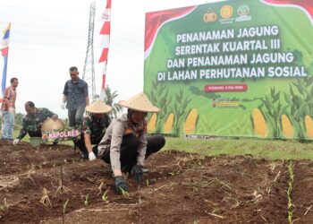 Polres Sukabumi Kota Gelar Penanaman Jagung Serentak Kuartal III tahun 2025