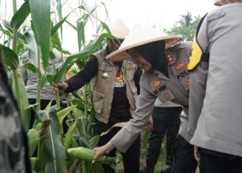 Polres Sukabumi Kota Gelar Panen Raya Jagung Quartal III Tahun 2025 Secara Virtual