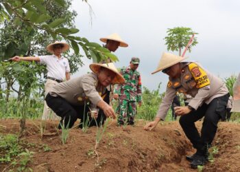 Lanjutkan Program Ketahanan Pangan, Polres Sukabumi Kota Tanam Jagung Lagi