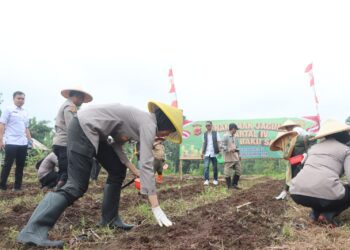 Dukung Ketahanan Pangan, Polres Sukabumi Kota Tanam Jagung Hybrida