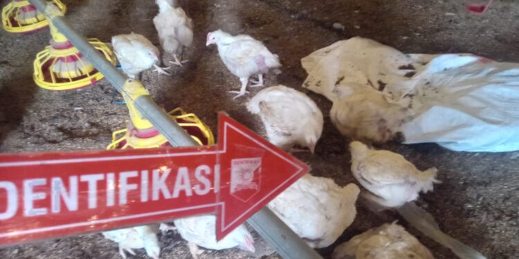 Polsek Sukalarang Sukabumi Amankan 7 Terduga Pelaku Penggelapan Ribuan Ekor Ayam
