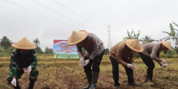 Dukung Swasembada Pangan, Polres Sukabumi Kota Tanam Jagung 2 Hektare Bareng Petani di Sukaraja