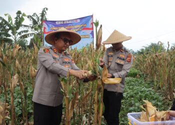 Polres Sukabumi Kota Panen 10 Ton Jagung, Dukung Ketahanan Pangan Nasional
