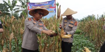 Polres Sukabumi Kota Panen 10 Ton Jagung, Dukung Ketahanan Pangan Nasional