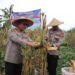 Polres Sukabumi Kota Panen 10 Ton Jagung, Dukung Ketahanan Pangan Nasional
