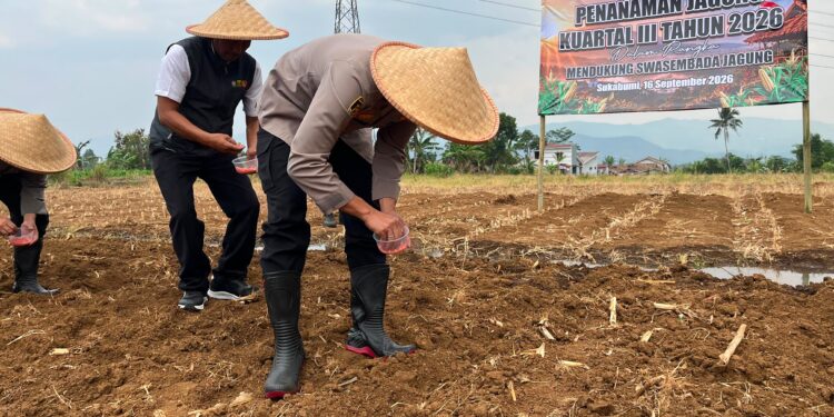 Dukung Swasembada Jagung, Polres Sukabumi Kota Tanam Jagung di 5 Hektare Lahan